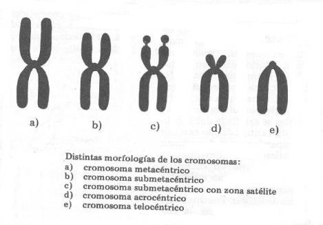 cromosomas homologos attitude