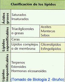 Los esteroides son lipidos simples