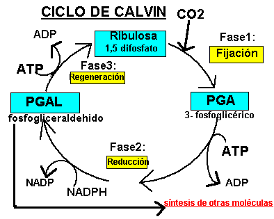 FIJACION CARBONO FOTOSINTESIS PDF fijacion carbono fotosintesis pdf: