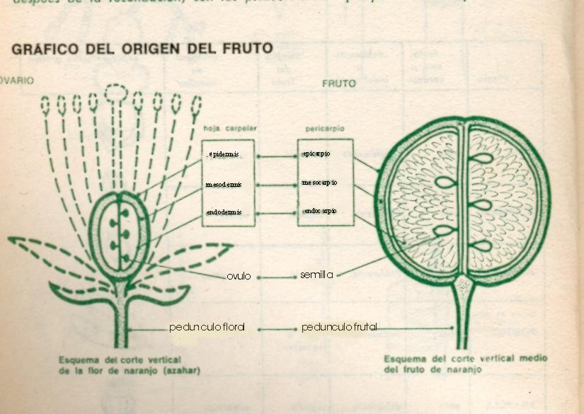 Cuáles son las partes del fruto??? | Yahoo Respuestas Cuáles son las partes del fruto??? | Yahoo Respuestas